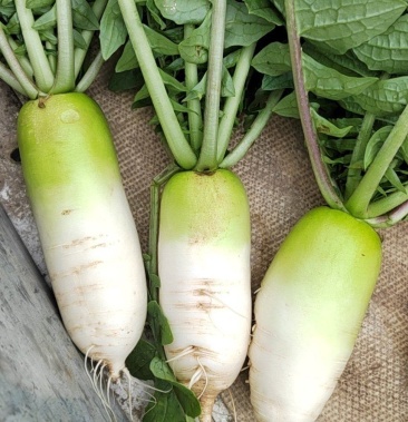 [萝卜批发]青头萝卜价格0.70元/斤 - 一亩田