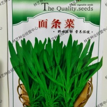 面条菜种子四季播春秋露地秋冬季保健蔬菜野菜籽春季四籽种孑