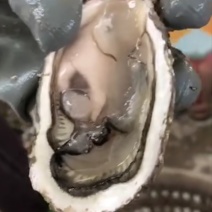 烧烤生蚝