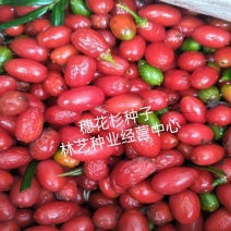 穗花杉种子植物银线杉扦插苗枝条庭院绿林木种子