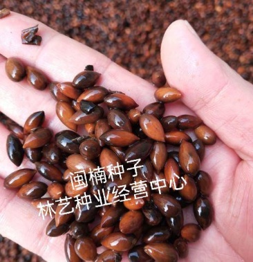 闽楠种子楠木川楠金丝楠木林木种子楠木种子园林绿化