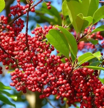 铁冬青种子中药材种籽救必应枸骨四季常绿植物不落叶林木