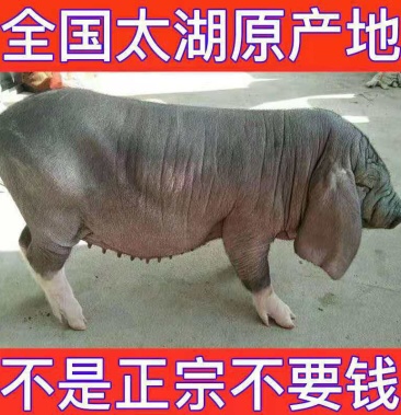 太湖母猪原种太湖母猪纯种太湖二花脸四提白大耳朵