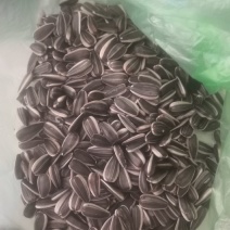 3135葵花4吨颗粒饱满