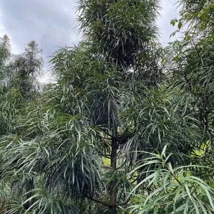 广西钦州灵山县罗汉松产地行情