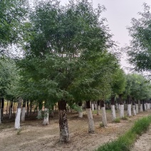 25公分皂角树