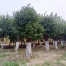 30公分皂角树