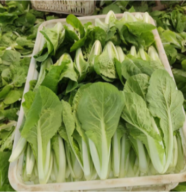 [小白菜批发]小白菜价格1.00元/斤 - 一亩田