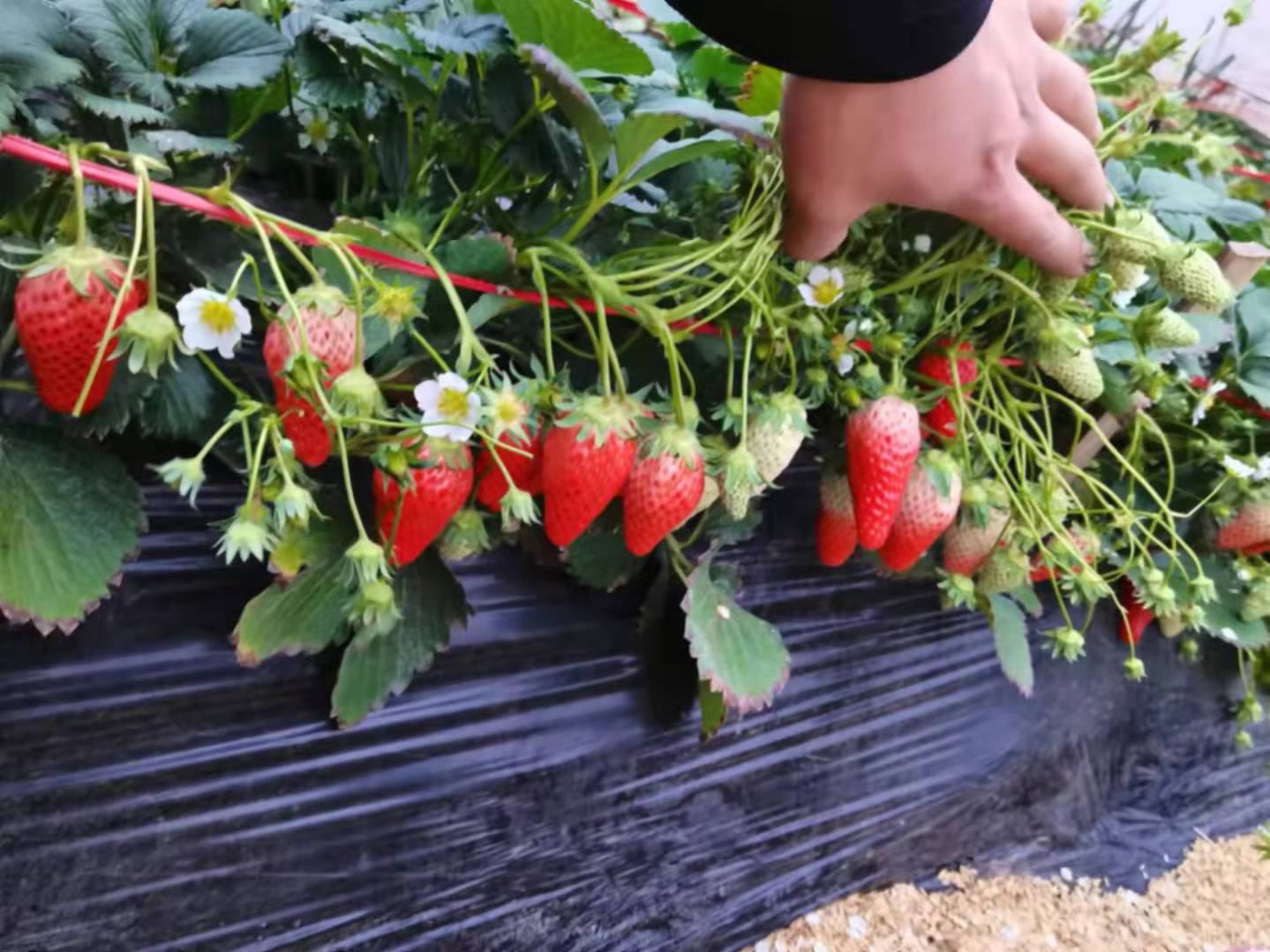 甜宝草莓采摘场景图