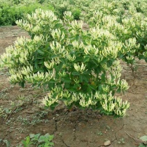 金银花山东省平邑县金银花种苗基地直供