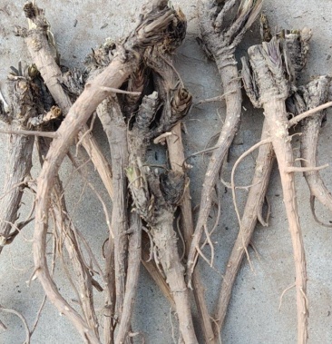 原自黄土高坡新鲜柴胡含量好切片货质量优