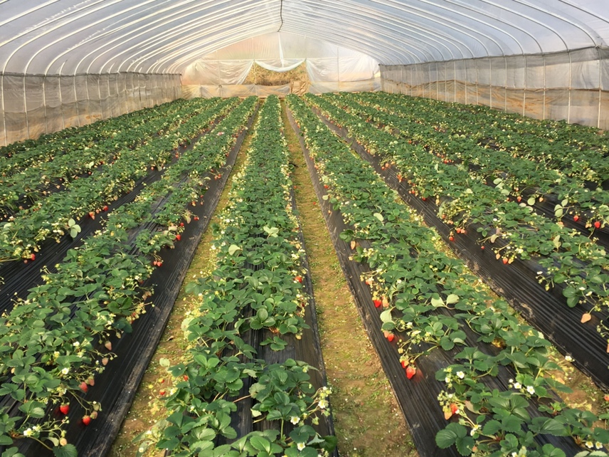 温室大棚中的超级红颜草莓植株