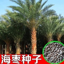 加拿利海枣种子长叶刺葵加拿利刺葵槟榔竹加拿利海枣种子
