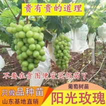 新品种晴王葡萄苗阳光玫瑰葡萄树苗盆栽地栽南北方种植当