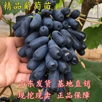 新品种葡萄树苗甜蜜蓝宝石包结果包成果假一赔万