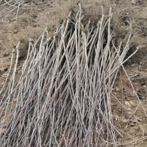 磨盘山楂苗，现起现发货，栽植后一个月死苗补发，保证纯度