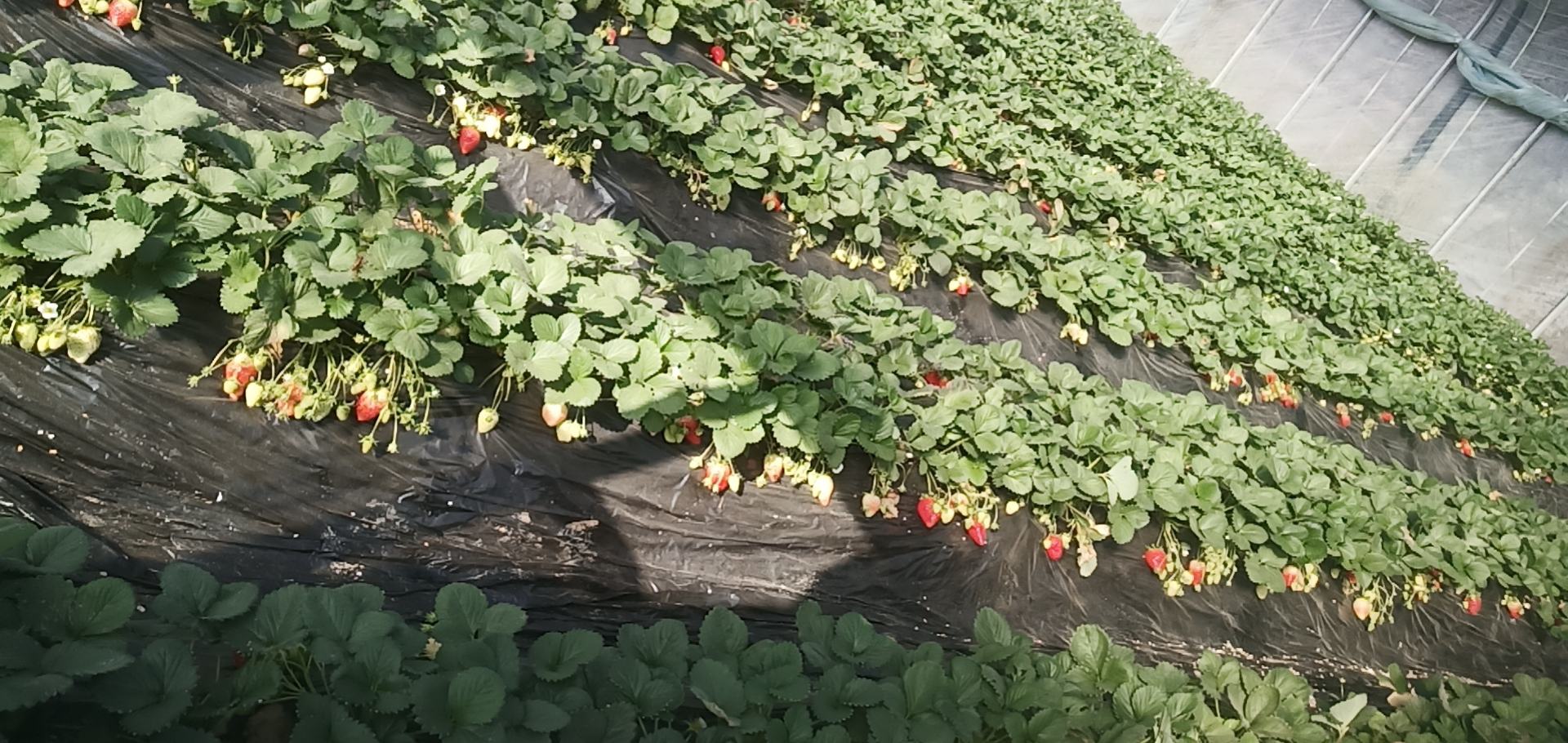 冬季甜宝草莓大棚内景,覆盖双层膜并保持通风 甜宝草莓冬季大棚管理实景图