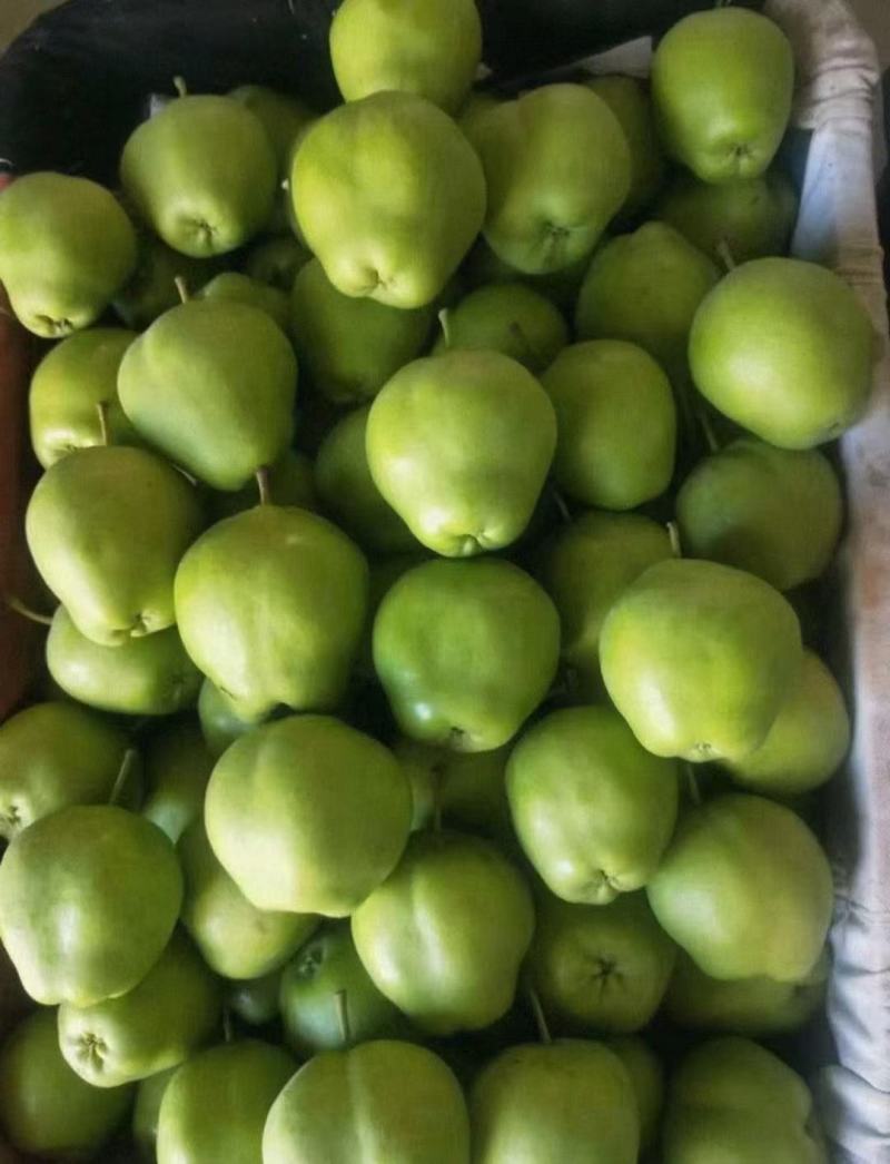 河北皇冠梨绿宝石,绿皇冠梨,发往全国各地需要联系我!