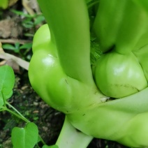 榨菜青成都邛崃市羊安镇。品质保证，清理干净