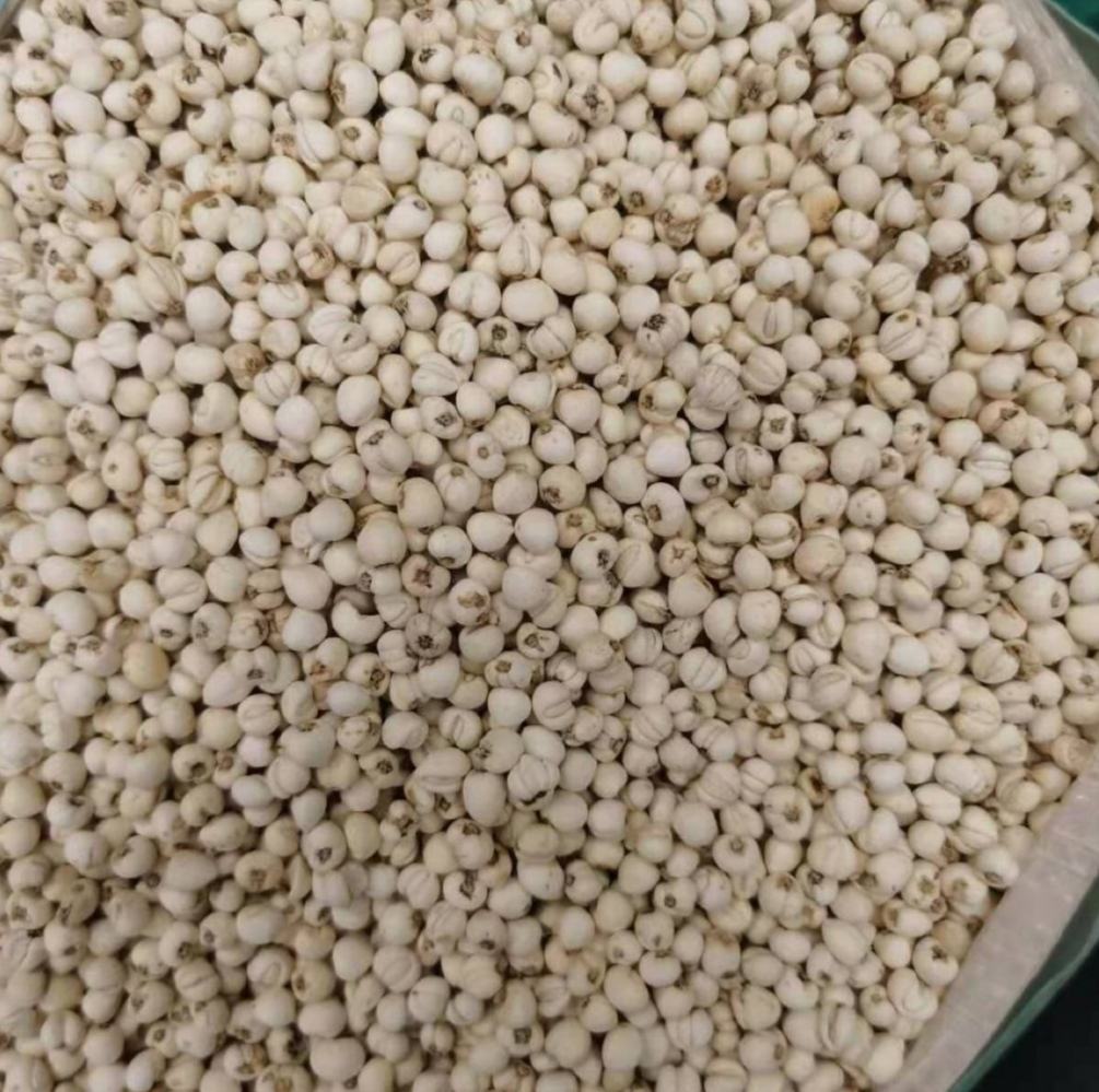 图中展示川贝母与几种常见伪品的外观、断面及气味特征对比 川贝母与伪品对比图