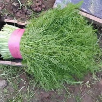 柏乡大棚茴香苗茴香苗大量上市现割保证新鲜支持代发