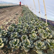 黑菜，太湖菜，苏州青，保质保价，全面上市大量供应
