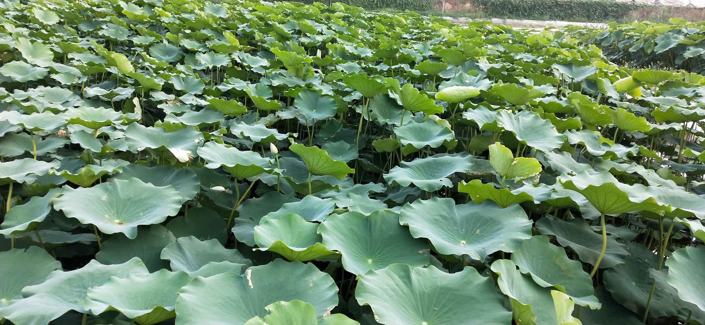 荷花盛开的池塘全景