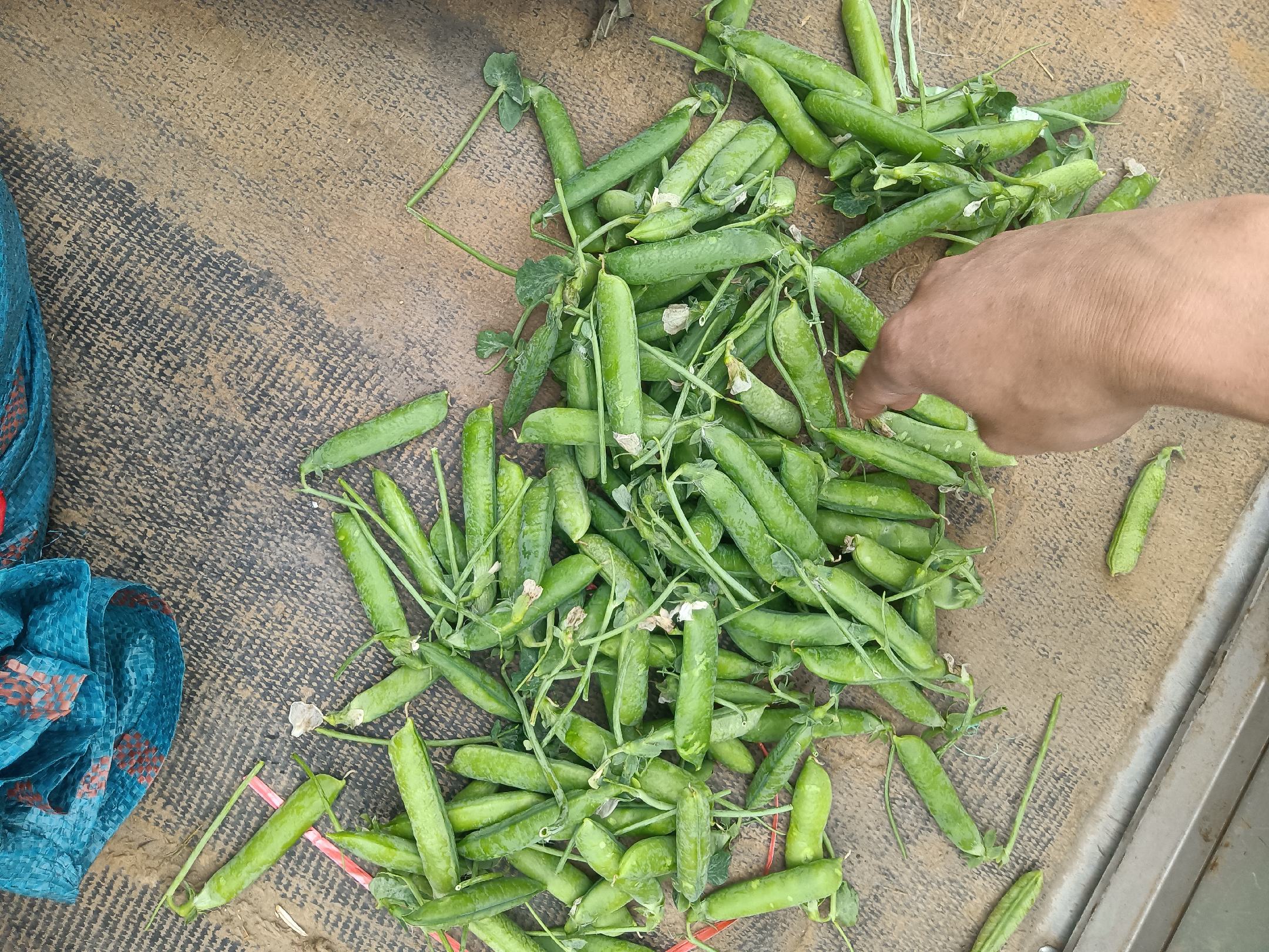 鸽子在啄食豌豆