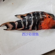 彩眉鱼-西沙彩眉鱼批发-渔船直销深海海鱼
