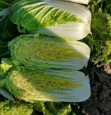 苏北娃娃菜大量供应中