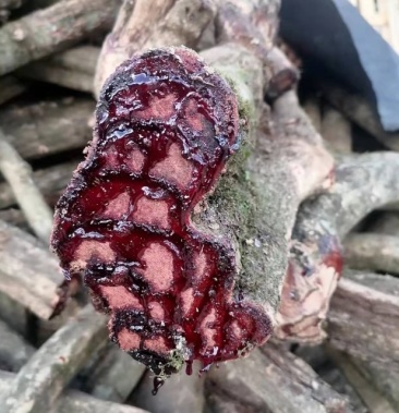 大量出售鸡血藤鲜货干货111111111111111