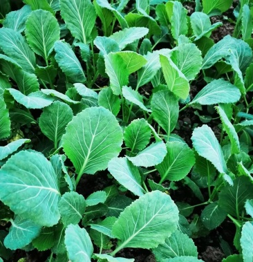 京丰平包甘蓝苗莲花白苗品种品质保证诚信合作量大从优