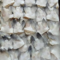 板冻鮰鱼翅质量好价格不贵，欢迎订购