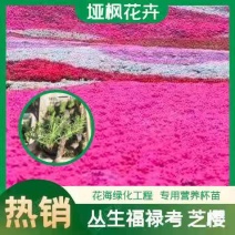 芝樱供应商花海用芝樱绿化专用芝樱芝樱出售芝樱卖家