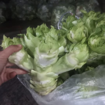 精品娃儿菜