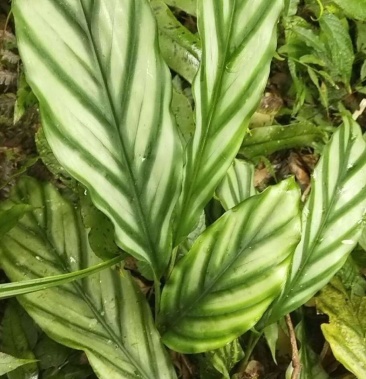 花叶山姜园林绿化苗木观赏盆栽花卉观赏药用