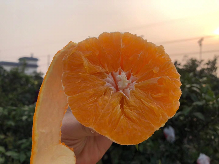 一个被横向剖开的爱媛橙,露出晶莹剔透的果肉,十二个囊瓣排列整齐,汁液饱满欲滴,果皮与果肉之间几乎没有白色海绵层,背景为木质砧板和自然光 爱媛橙切面特写图