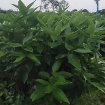 平安树自己种植无中间赚差价