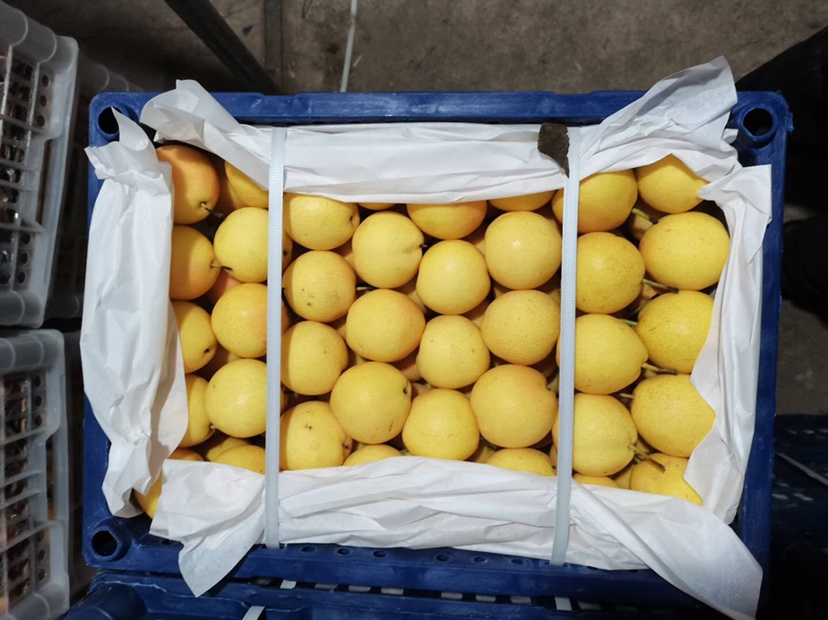 冻梨制作前的南果梨清洗与晾干场景