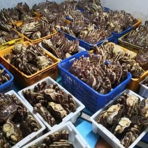鲜冻帝王蟹，质量保证，一手货源，欢迎广大老板来洽谈合作。