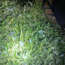 玉林博白县现有西洋菜优质种苗大量上市旱改水项目