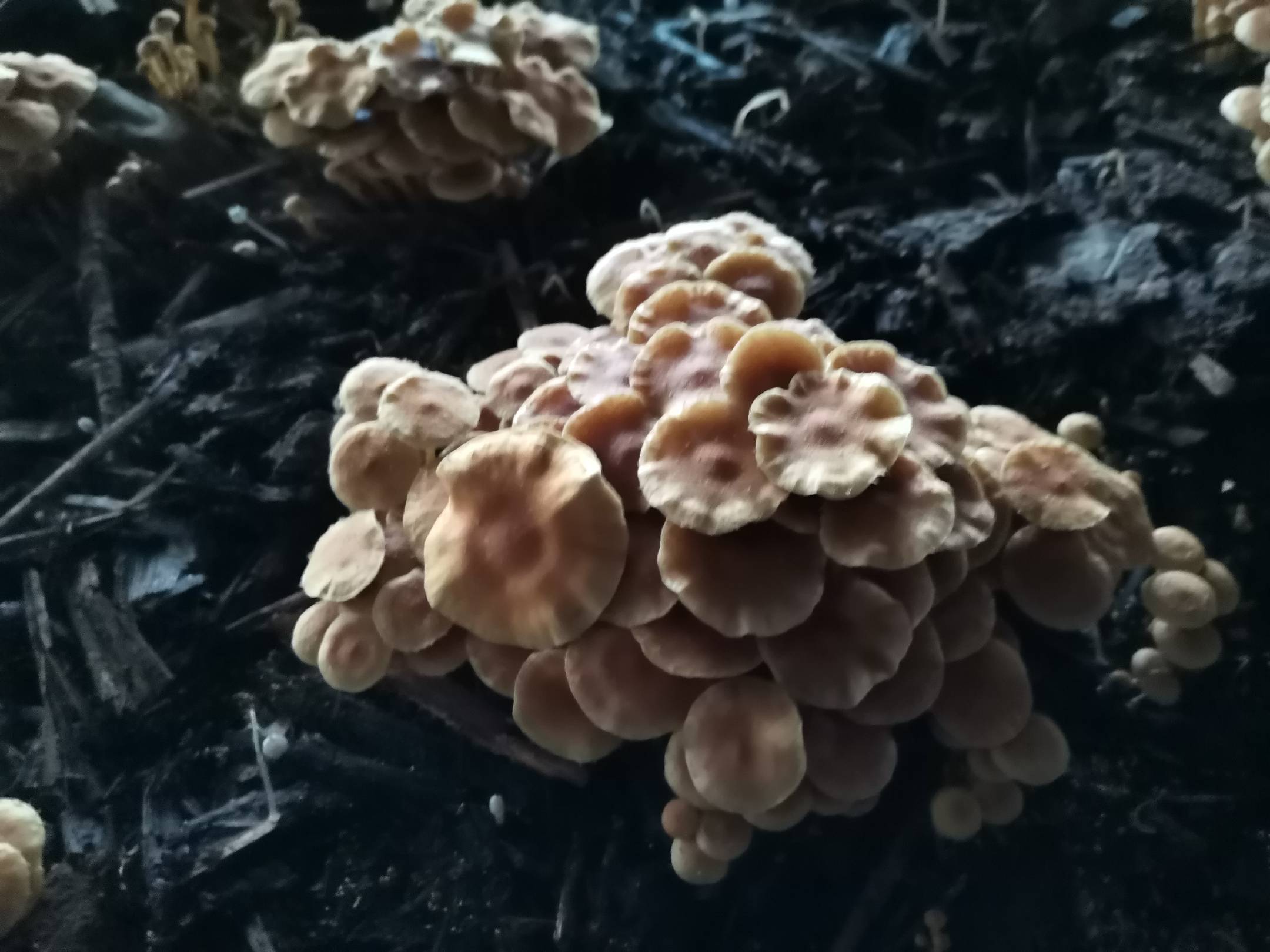 一片深海区域中,一种形似蘑菇的生物附着在岩石上,顶部呈圆伞状,下方有细长茎部,周围漂浮着微小浮游生物,背景为幽蓝色海水 海下生物特写