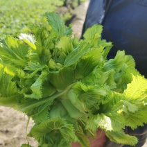 精品儿菜，毛菜，半毛菜，母子菜，光头儿菜，净儿，全毛菜