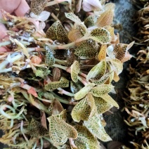 福建本地小尖叶金线莲种苗盆栽苗金线莲瓶苗