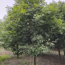 天竺桂，土桂，四川天竺桂基地出售，成都天竺桂批发价格