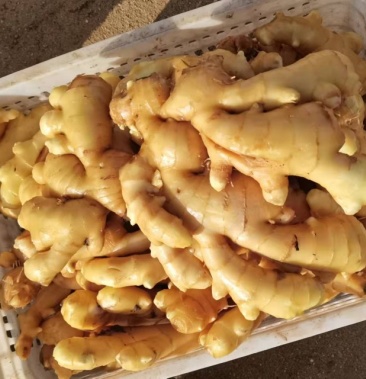 新姜大黄姜水洗姜优品质品种短胖