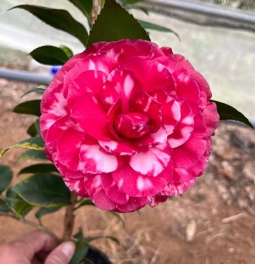 青叶贝拉茶花 基地直销 重瓣复瓣 30棵起批