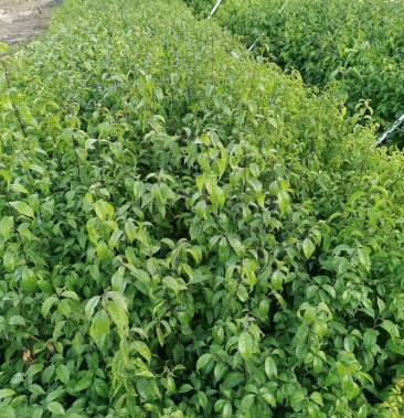 岗梅苗称星木点称星野生转家种优良品种