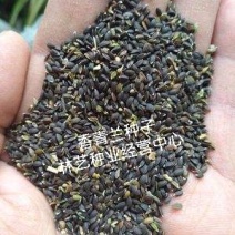 香青兰花卉种子芳香植物景观盆栽香草种子摩眼子枝子花山薄荷