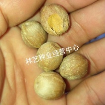 散装金山葵种子皇后葵果实可食庭院观赏树紫金鼠菩提文玩菩提